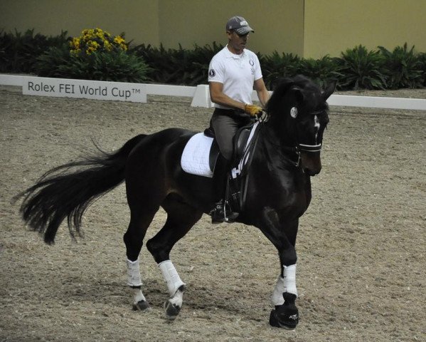 dressage horse Ravel (Royal Warmblood Studbook of the Netherlands (KWPN), 1998, from Contango)