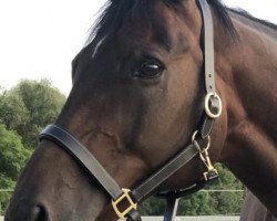 dressage horse All about me (KWPN (Royal Dutch Sporthorse), 2005, from Trento B)