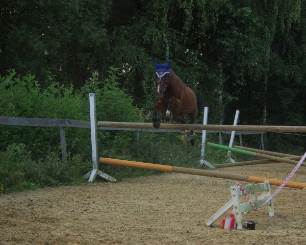 Pferd Shadow 377 (Deutsches Reitpony, 1997)