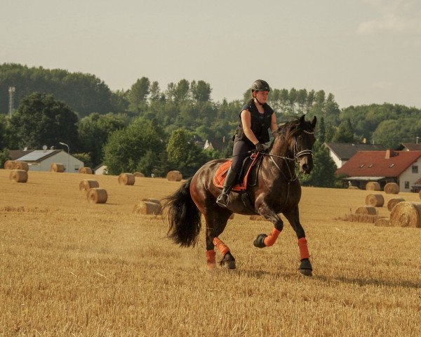 Pferd Indira (Friese, 2010, von Veyht J.L.)