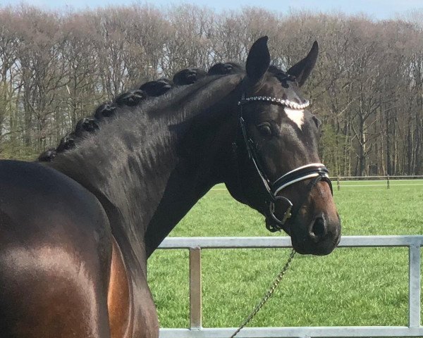 dressage horse San Donnino (Hanoverian, 2016, from Sir Donnerhall I)