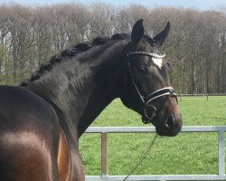 dressage horse San Donnino (Hannoveraner, 2016, from Sir Donnerhall I)