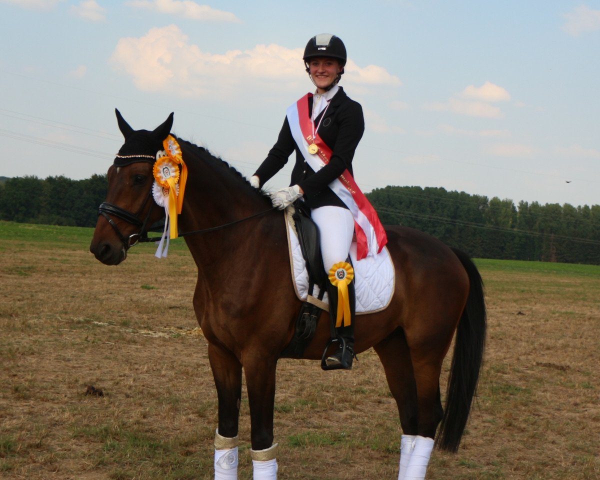 Dressurpferd Speedy 448 (Westfale, 2013, von Sir Heinrich OLD)