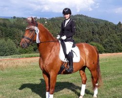 dressage horse Charly 1384 (Bavarian, 2006, from Rich Charly I)