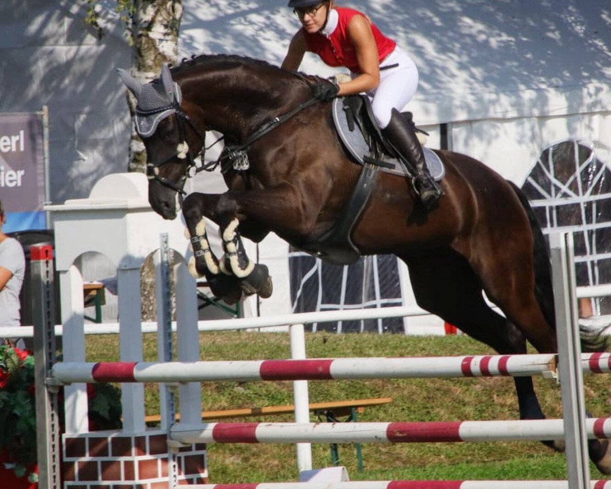 jumper Strahlemann 8 (Hanoverian, 2006, from Stedinger)