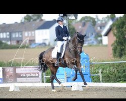 dressage horse Johnnywalker (Oldenburg, 2009, from Glock's Johnson Tn)