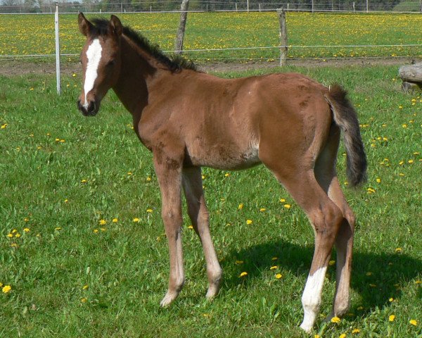 horse Lucilla V (Mecklenburg, 2010, from Lord Z)