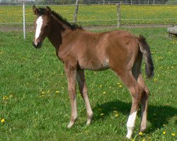 Pferd Lucilla V (Mecklenburger, 2010, von Lord Z)