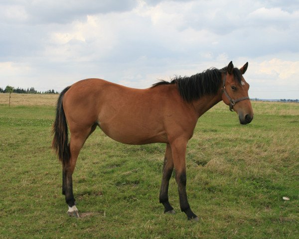 Zuchtstute Catryna (Mecklenburger, 2008, von Campione)