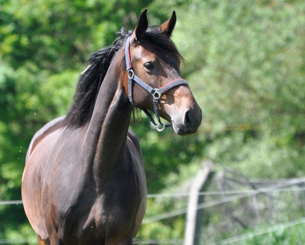 broodmare C-Mondra CB (Mecklenburg, 2014, from C-Mocca D'Or)