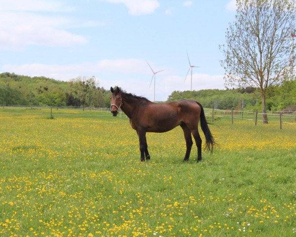 horse Kaperis (Russian Trakehner, 1999, from Chorej)