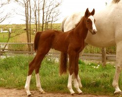 broodmare Kassiopeia (Mecklenburg, 2007, from Grand Canyon 20)