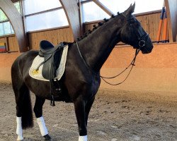 dressage horse DeLorean's bright Diamond S (Hanoverian, 2016, from DeLorean)