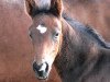 stallion Caurus (Mecklenburg, 2007, from Clinton)