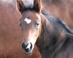 stallion Caurus (Mecklenburg, 2007, from Clinton)