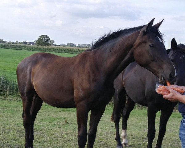 dressage horse Zinman (Oldenburg, 2018, from Blue Hors Zackerey)