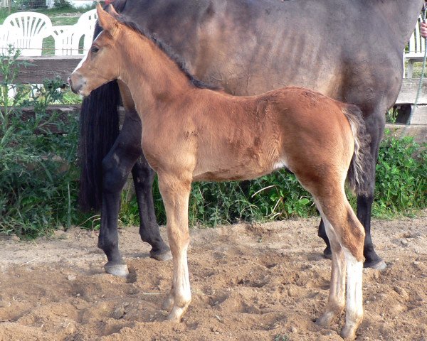 stallion poseidon (Mecklenburg, 2007, from Padinus)