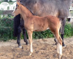 stallion poseidon (Mecklenburg, 2007, from Padinus)