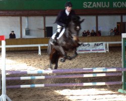 broodmare Charis Z (Zangersheide riding horse, 2000, from Caretano Z)