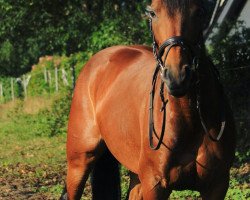 Springpferd Aimée H (Holsteiner, 2008, von Com Air I)