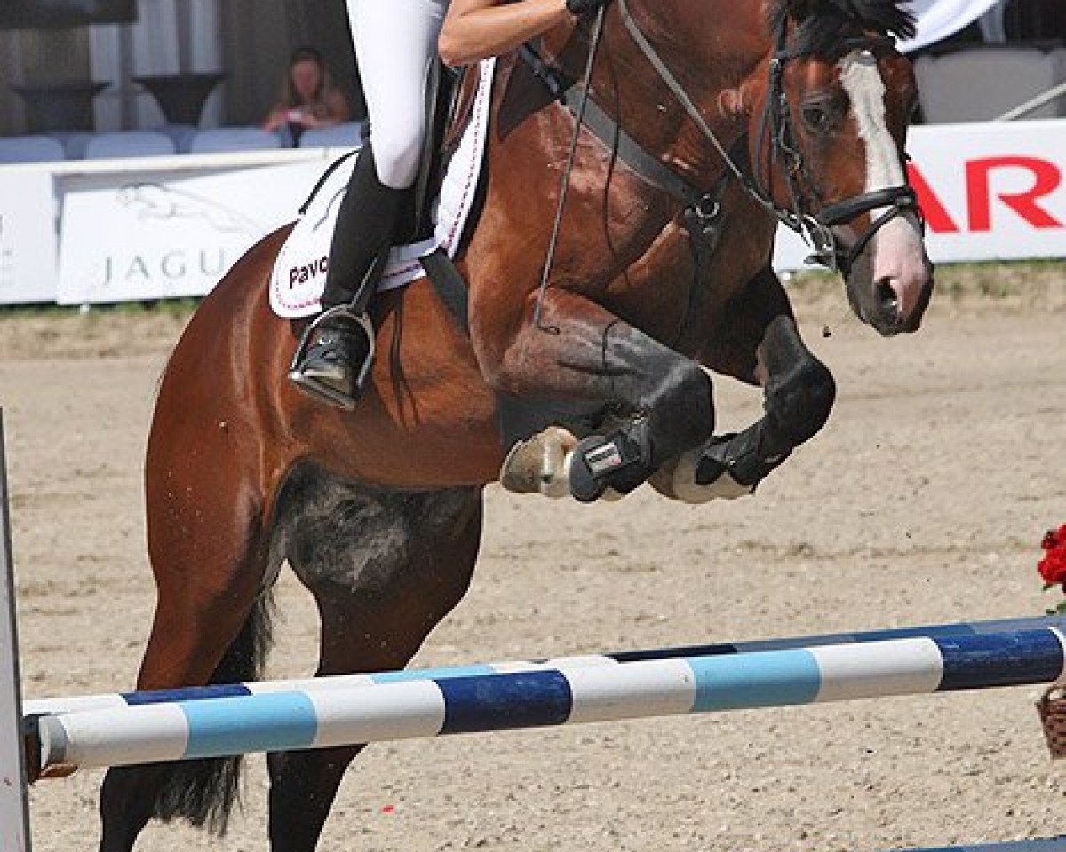 Springpferd Caesarion Z (Zangersheide Reitpferd, 2006, von Concorde)