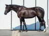 broodmare Escada 234 (Hanoverian, 2007, from Earl)