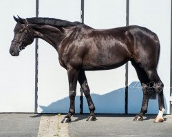 broodmare Escada 234 (Hanoverian, 2007, from Earl)