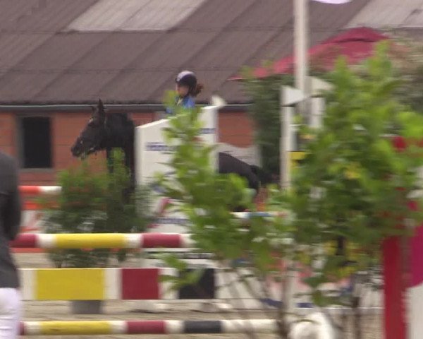 Reitturnier Bissendorf - Gut Stockum 2016