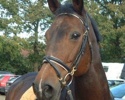 broodmare Diva (Hanoverian, 1988, from Drosselklang I)