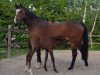 broodmare Kiss me Kate (Trakehner, 2012, from Perechlest)