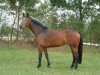 broodmare Biscaya (Hanoverian, 1994, from Borneo)