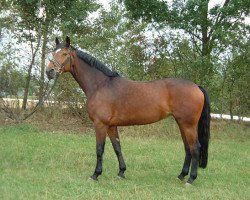 broodmare Biscaya (Hanoverian, 1994, from Borneo)