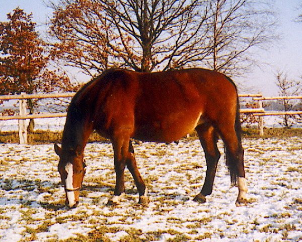 Zuchtstute Granina (Westfale, 1983, von Graziano)