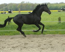 stallion Black Beauty (Hanoverian,  )