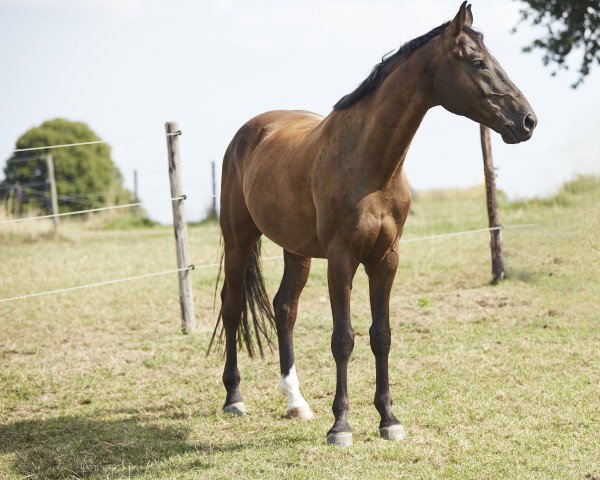 Pferd Golden Flanell (Westfale, 2014)