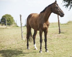 horse Golden Flanell (Westphalian, 2014)