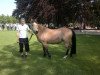 broodmare Gamira (German Riding Pony, 1991, from Gamiro)