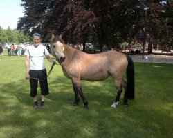 broodmare Gamira (German Riding Pony, 1991, from Gamiro)