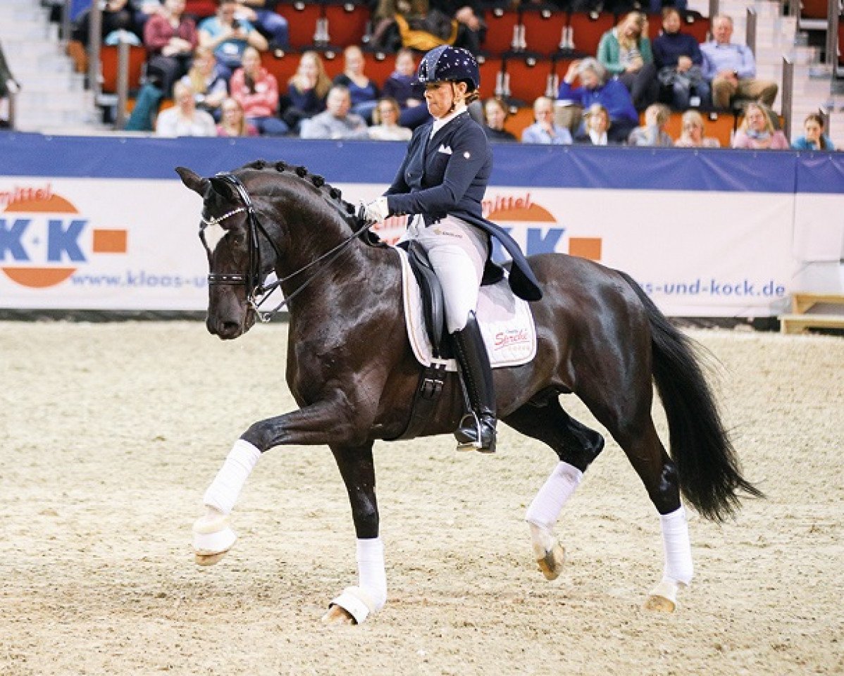 stallion De Niro Gold 3 (Oldenburg, 2013, from De Niro)