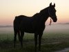 broodmare Mahrdorf Manjana (German Riding Pony, 2000, from Donauwind)