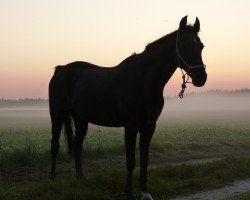 broodmare Mahrdorf Manjana (German Riding Pony, 2000, from Donauwind)