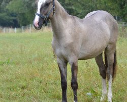 Pferd Mr. Manolitō de Selva (Criollo, 2018, von Matias)