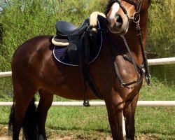 horse Junior Surprice 3 (KWPN (Royal Dutch Sporthorse), 2010, from Junior STV)