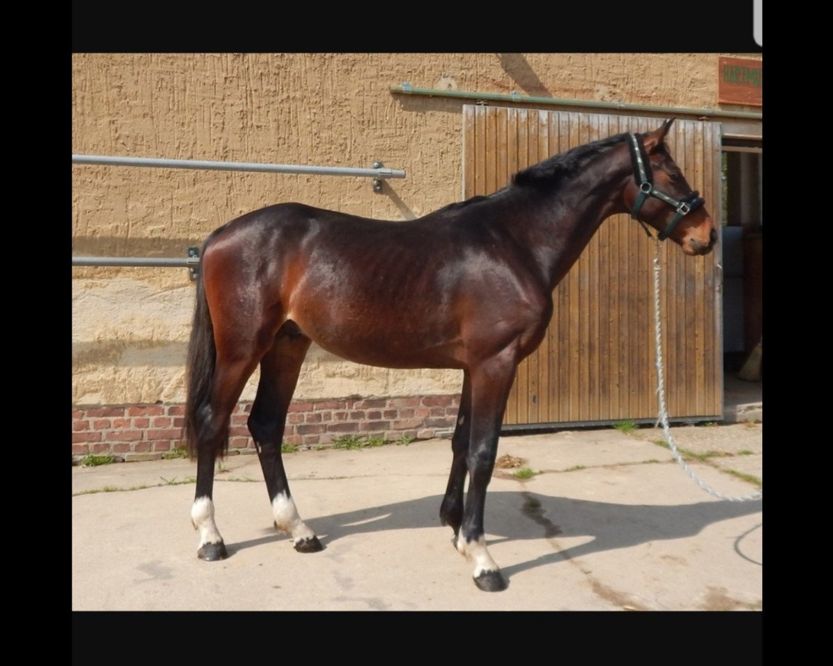 Springpferd Look At Me 114 (Deutsches Sportpferd, 2016, von Like Angel)