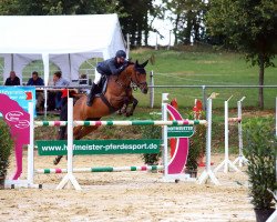 broodmare Catinka 29 (Oldenburg show jumper, 2011, from Colman)