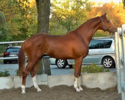 dressage horse Forastero II (Hanoverian, 2017, from Foundation 2)