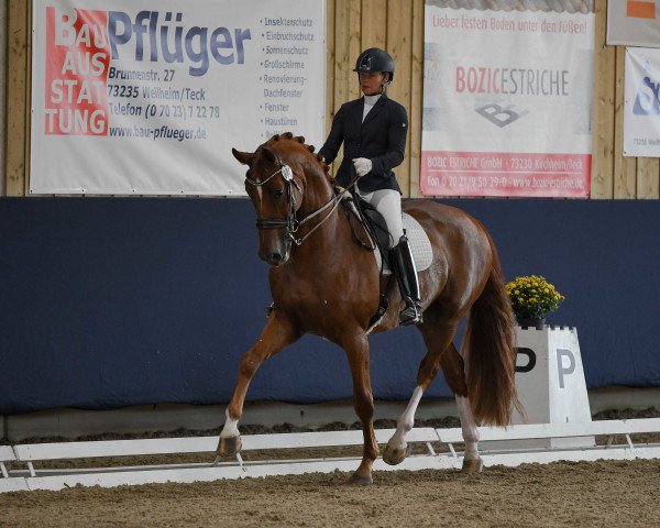 dressage horse Sambucca S (Hanoverian, 2011, from Scolari)