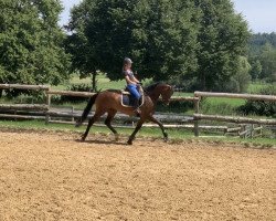 dressage horse Baltic Bella (Oldenburg, 2015, from Bretton Woods)