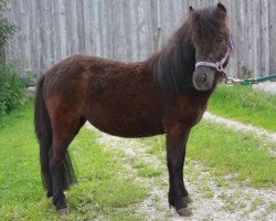 Springpferd Morena vom Almhof (Dt.Part-bred Shetland Pony, 2012, von Idefix)