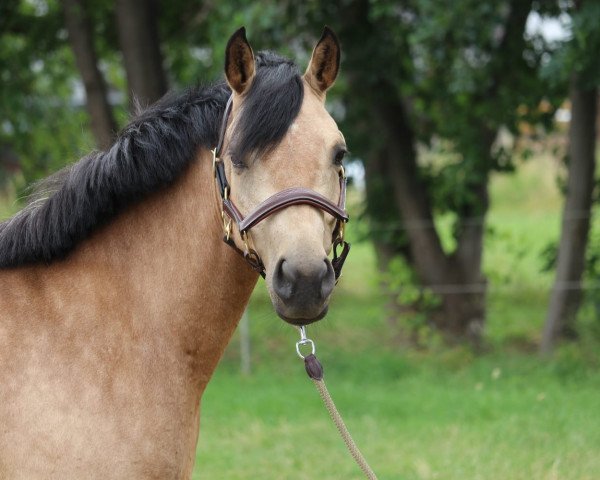 Zuchtstute Cartron Connemara Lady (Connemara-Pony, 2013, von Maam Hero)